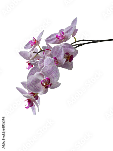 Phalaenopsis orchid cut out and isolated  moth orchid  butterfly  anggrek bulan or moon orchid fPhalaenopsis orchid  moth orchid  butterfly  anggrek bulan or moon orchid