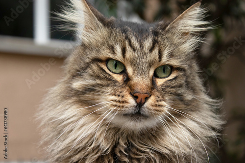 Cat portrait, animal photography, urban background
