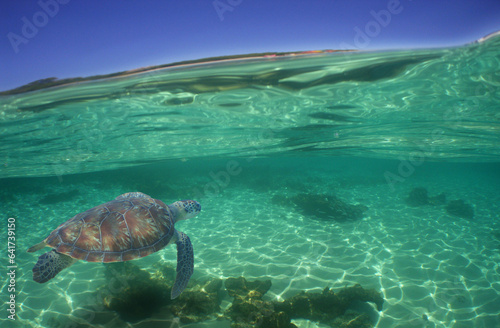 green sea turtle in the crystal clear waters of the caribbean sea