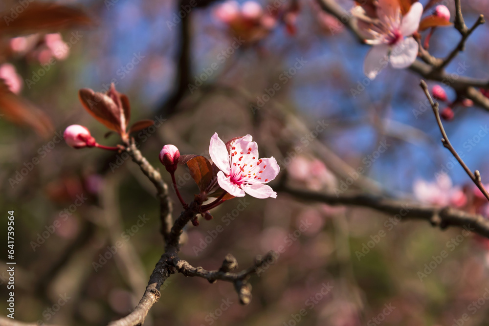 blossom flower, spring flowers, nature background, amazing forest and garden landscape blossom flower, spring flowers, nature background, amazing forest and garden landscape