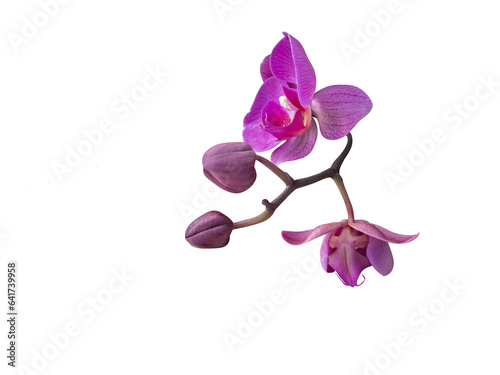 Pink Phalaenopsis orchid cut out and isolated, moth orchid, butterfly, anggrek bulan or moon orchid fPhalaenopsis orchid, moth orchid, butterfly, anggrek bulan or moon orchid