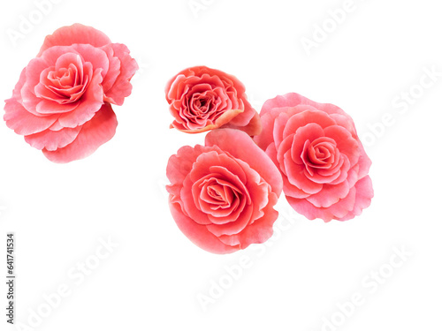 Orange color roses background in top view cut out and isolated.