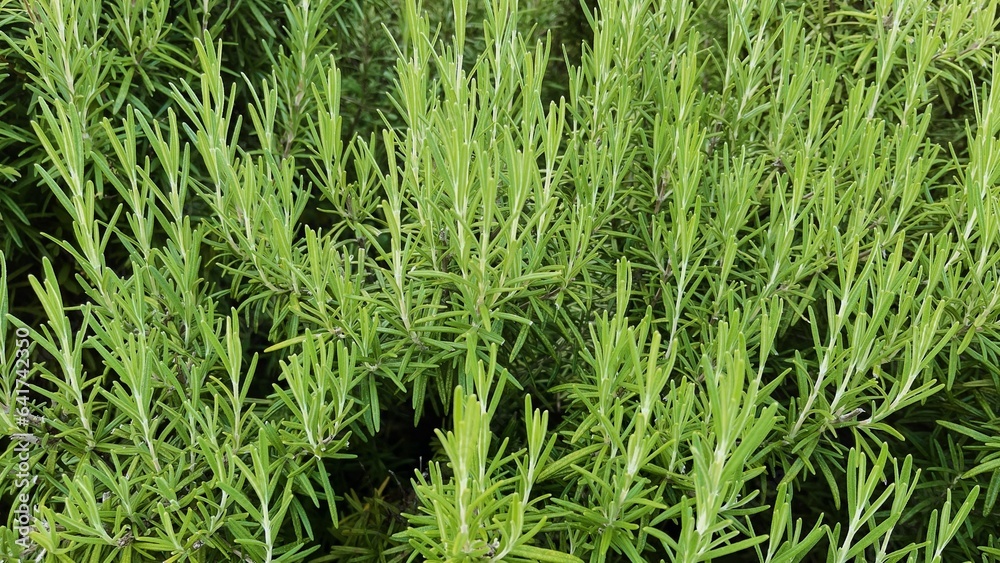 Obraz premium green grass background