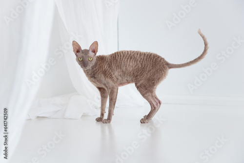 Fotografie Cute cornish rex cat on the white floor