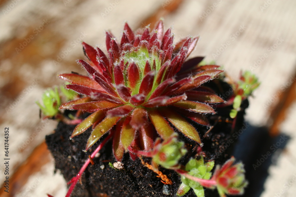 Fototapeta premium Sempervivum arachnoideum SPRITE succulent rojnik pajęczynowaty