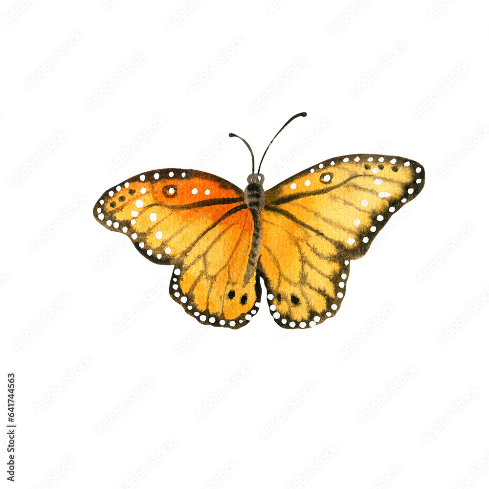 Watercolor  orange garden butterfly. Hand painted illustration of nature for creative projects