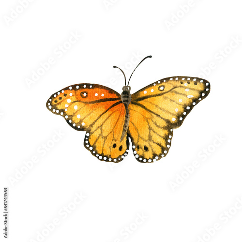 Watercolor orange garden butterfly. Hand painted illustration of nature for creative projects