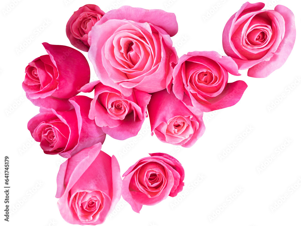 Pink color roses background in top view cut out and isolated. Pink color roses background in top view cut out and isolated.