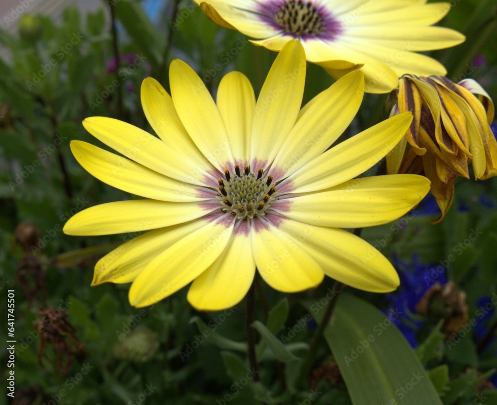 Close up of lovely bright yellow daisy flower Close up of lovely bright yellow daisy flower