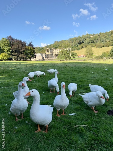 Fotomurale Portrait oriented photograph of a gaggle of geese in a field with Rievaulx Abbey