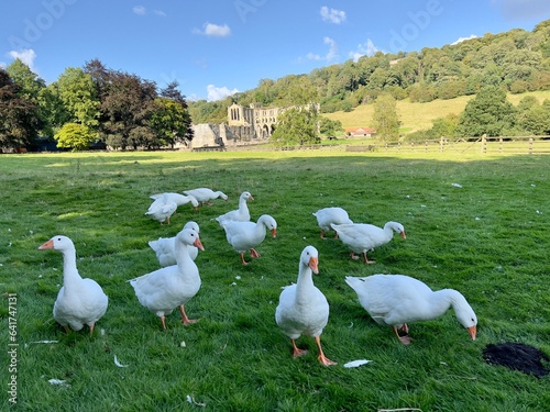 Fototapeta Landscape photograph of a gaggle of geese with Rievaulx Abbey in the background