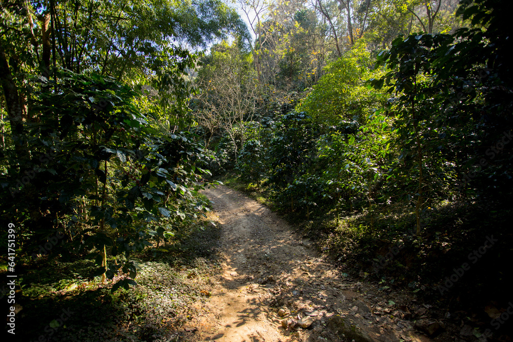Fototapeta premium Organic coffee plantation in the west of the city of Chiang Mai in Thailand.