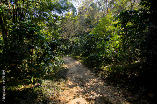 Organic coffee plantation in the west of the city of Chiang Mai in Thailand.
