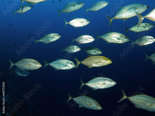 A school of Orangespotted trevally Carangoides bajad photo