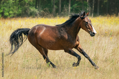 A bay horse gallops across a field with a beautiful