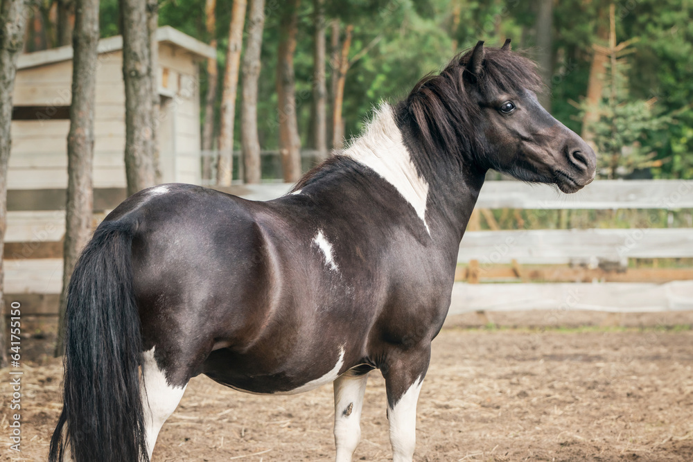 A cute piebald pony with incredibly kind and plaintive eyes stands in a pasture so that you want to stroke it. A cute piebald pony with incredibly kind and plaintive eyes stands in a pasture so that you want to stroke it.