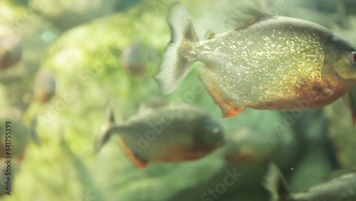 Common piranha A species of predatory ray-finned fish photo