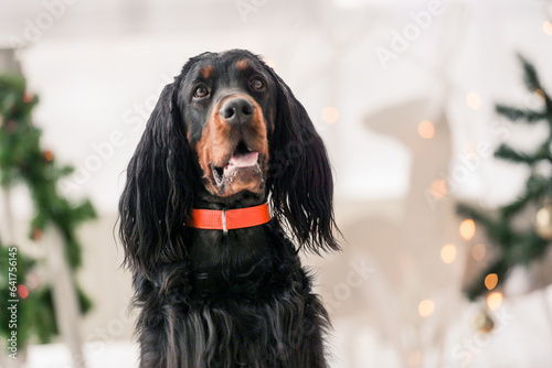 Gordon setter dog in Christmas time at home portrait. Purebred pet doggy sitting and looking at camera with XMas New Year lights on background