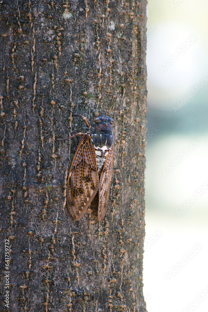 Obraz premium 真夏の木の幹に止まるアブラゼミ