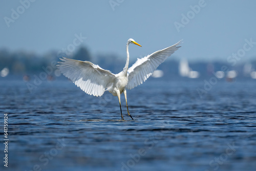 Ein Silberreiher bei der Landung im See photo