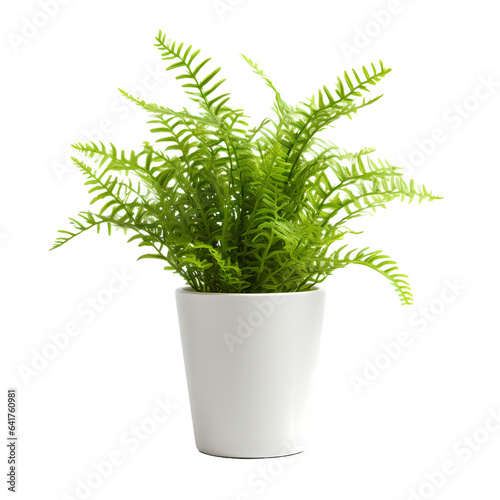 Asparagus decorative plant in white pot with transparant background for decoration element  