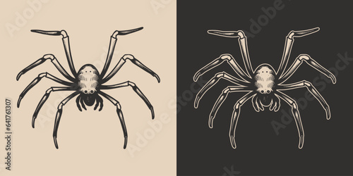 Vintage retro Halloween spider insect. Monochrome Graphic Art. Vector. Hand drawn element in engraving. style