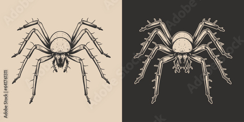 Vintage retro Halloween spider insect. Monochrome Graphic Art. Vector. Hand drawn element in engraving. style