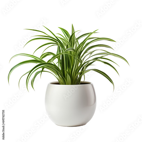 Fresh Green houseplant. Spider plant in white pot for decoration element