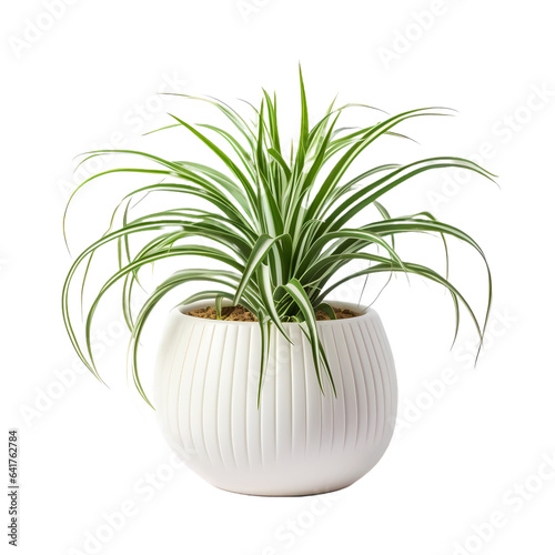 Fresh Green houseplant. Spider plant in white pot for decoration element