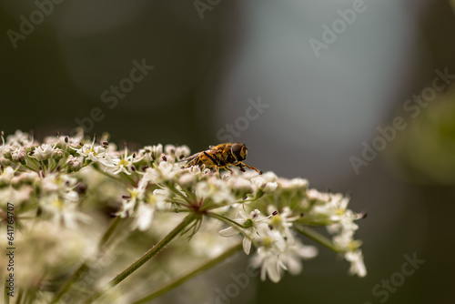 A fly, camouflaged like a wasp, sits on white flowers against a diffuse background