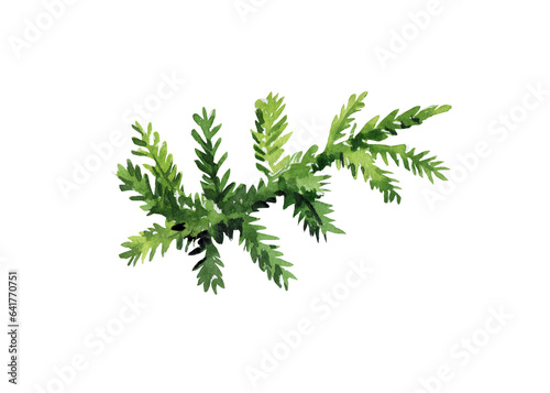Moss watercolor isolated on white background. Watercolor botanical illustration. Hand-drawn 