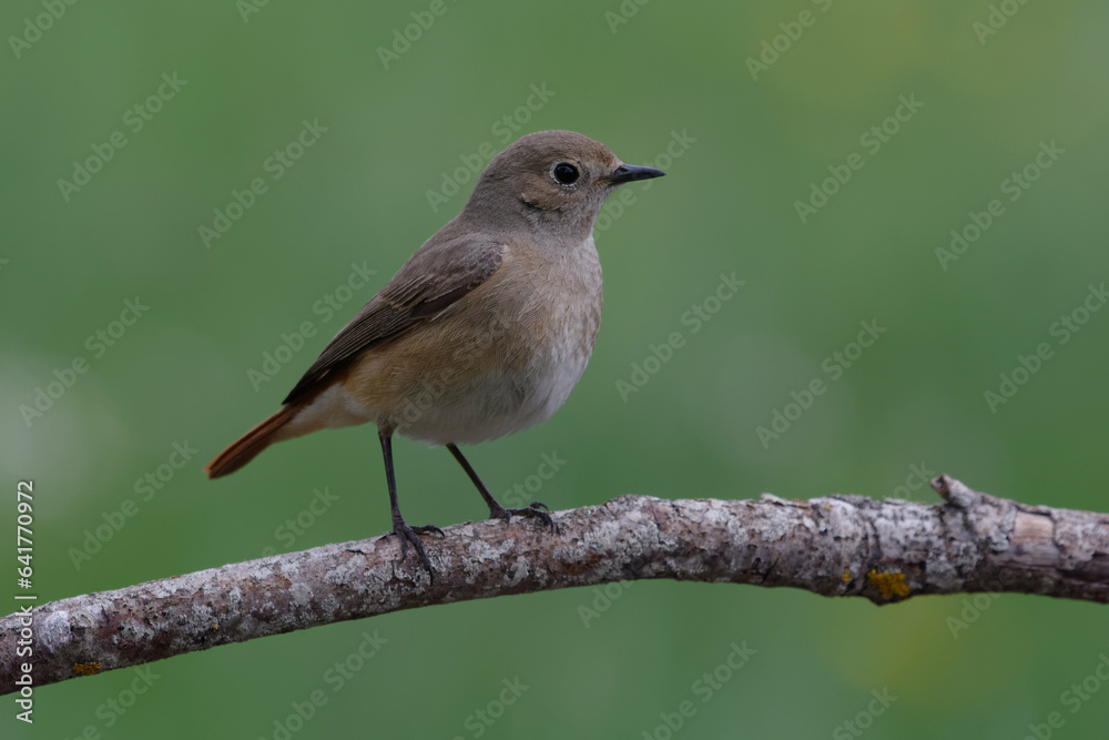 Female Common Redstart (Phoenicurus phoenicurus) Female Common Redstart (Phoenicurus phoenicurus)
