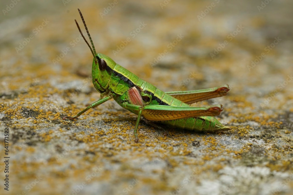 Detailed closeup on a on a colorful green Small Gold Grasshopper, Euthystira brachyptera in Austrian alps Detailed closeup on a on a colorful green Small Gold Grasshopper, Euthystira brachyptera in Austrian alps