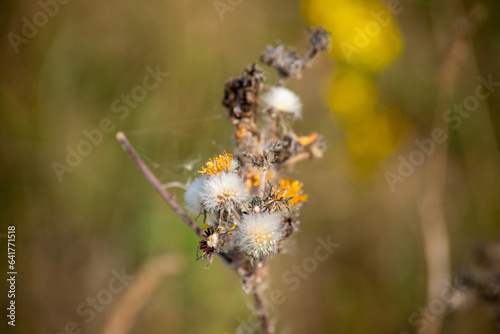 Macro shot of common ragwort with brown background © patrick