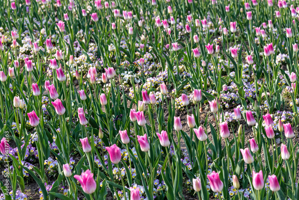 A sea of pink and white tulips