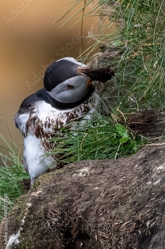 Puffin digging its nesting burrow