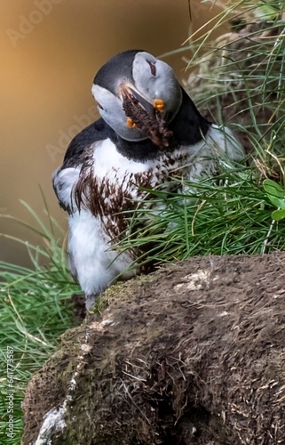 Puffin digging its nesting burrow