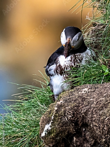 Puffin digging its nesting burrow