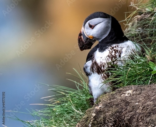 Puffin digging it's nesting burrow