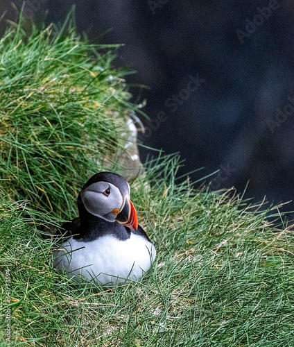 Puffin resting on grassy ledge
