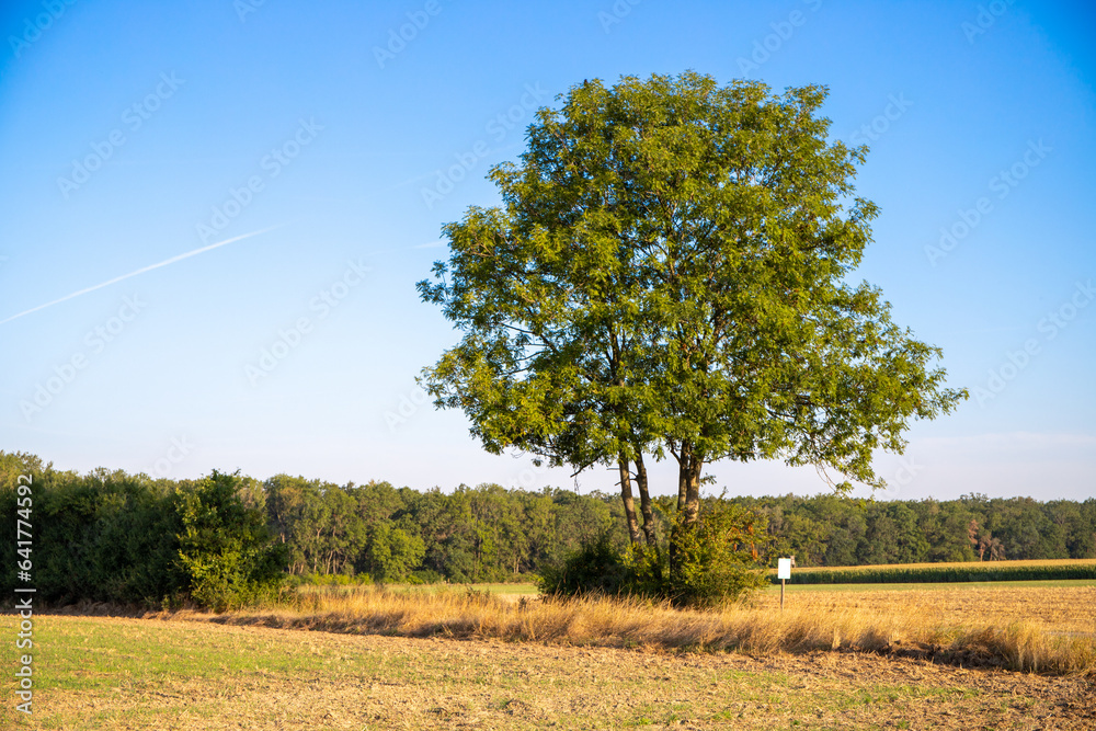 Panorama of a forest with a tree in the foreground Panorama of a forest with a tree in the foreground