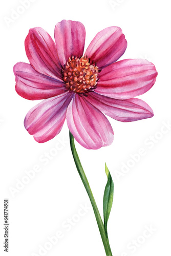 Dahlia watercolor isolated on white background  floral illustration pink flower. Decorative flower element template 