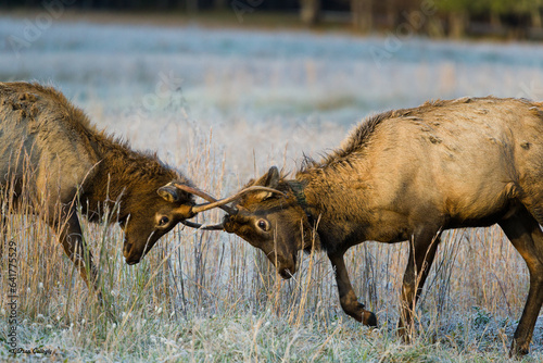 Elks fighting in Cataloochee, Great Smoky Mountains National Park, North Carolina. photo