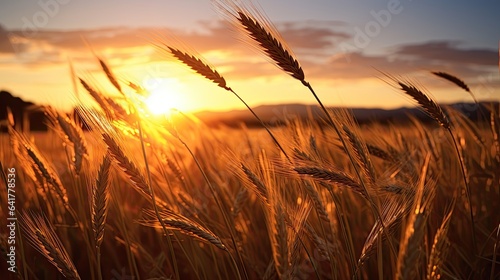 Fototapeta Naklejka Na Ścianę i Meble -  An image of the warm golden hues of a sunset over a wheat field.