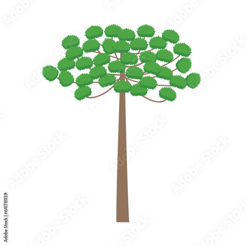 araucaria tree design vector flat isolated on white background