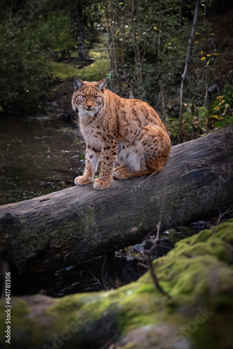 un lynx boréal assit sur un tronc d'arbre © shocky