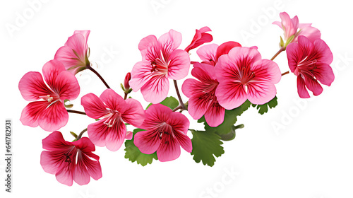 Geranium phaeum flowers isolated on transparent background