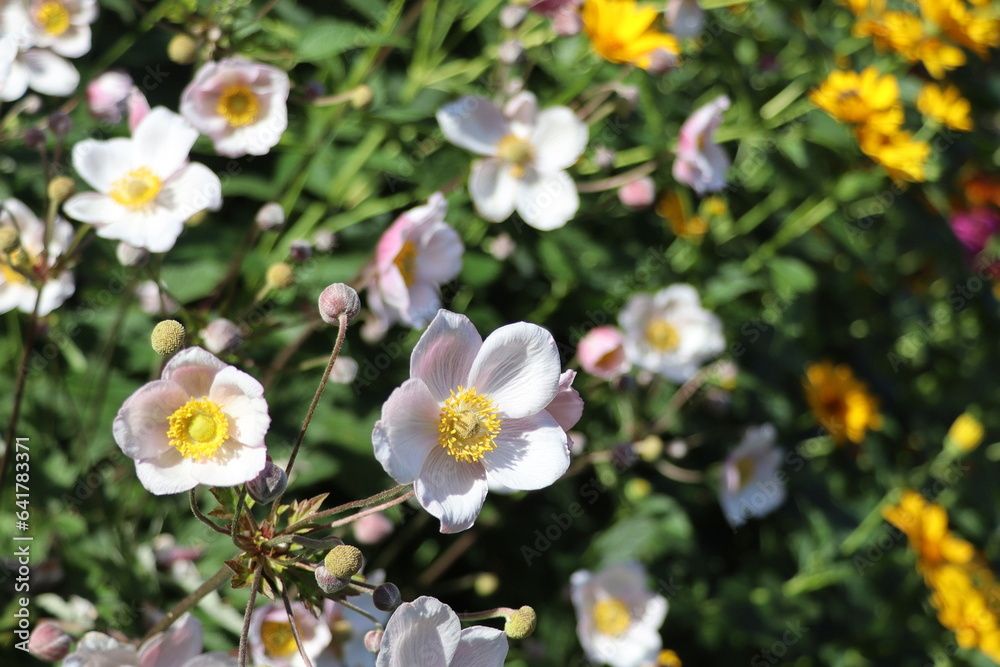 Japanese anemones on a green background in the garden Japanese anemones on a green background in the garden