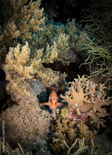 фотография Grouper (Serranidae) hides in the corals on the Habili Jafar divesite, Red Sea,