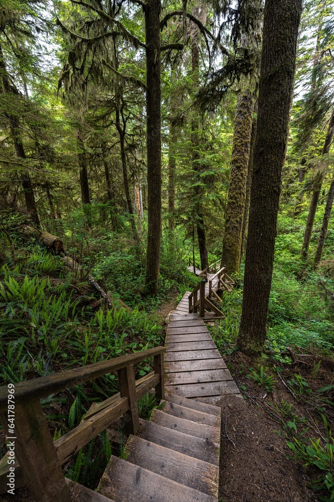 Fototapeta premium Rainforest Trail in the Pacific Rim National Park, Vancouver Island